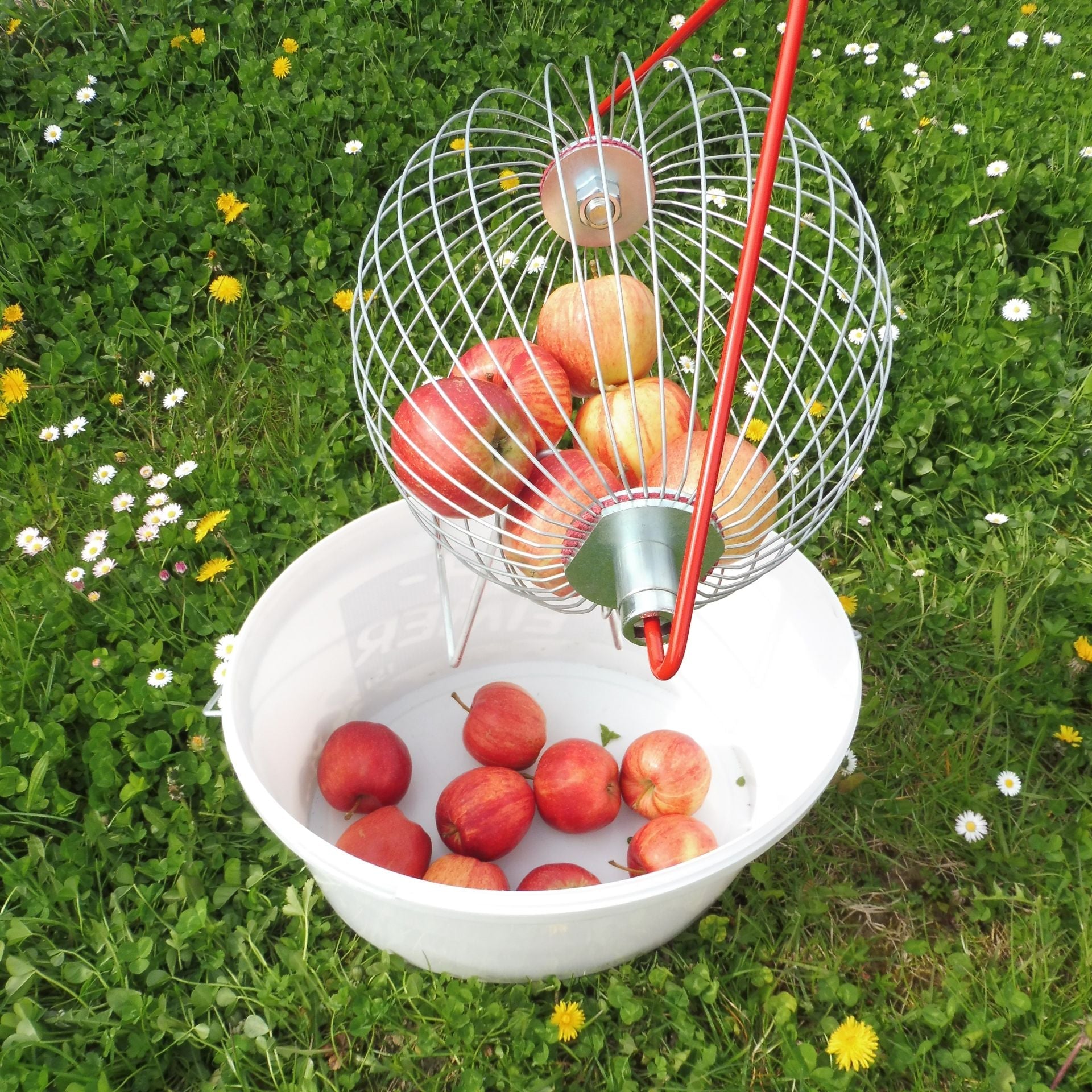 Colhedora manual esférica com cabo telescópico Maças