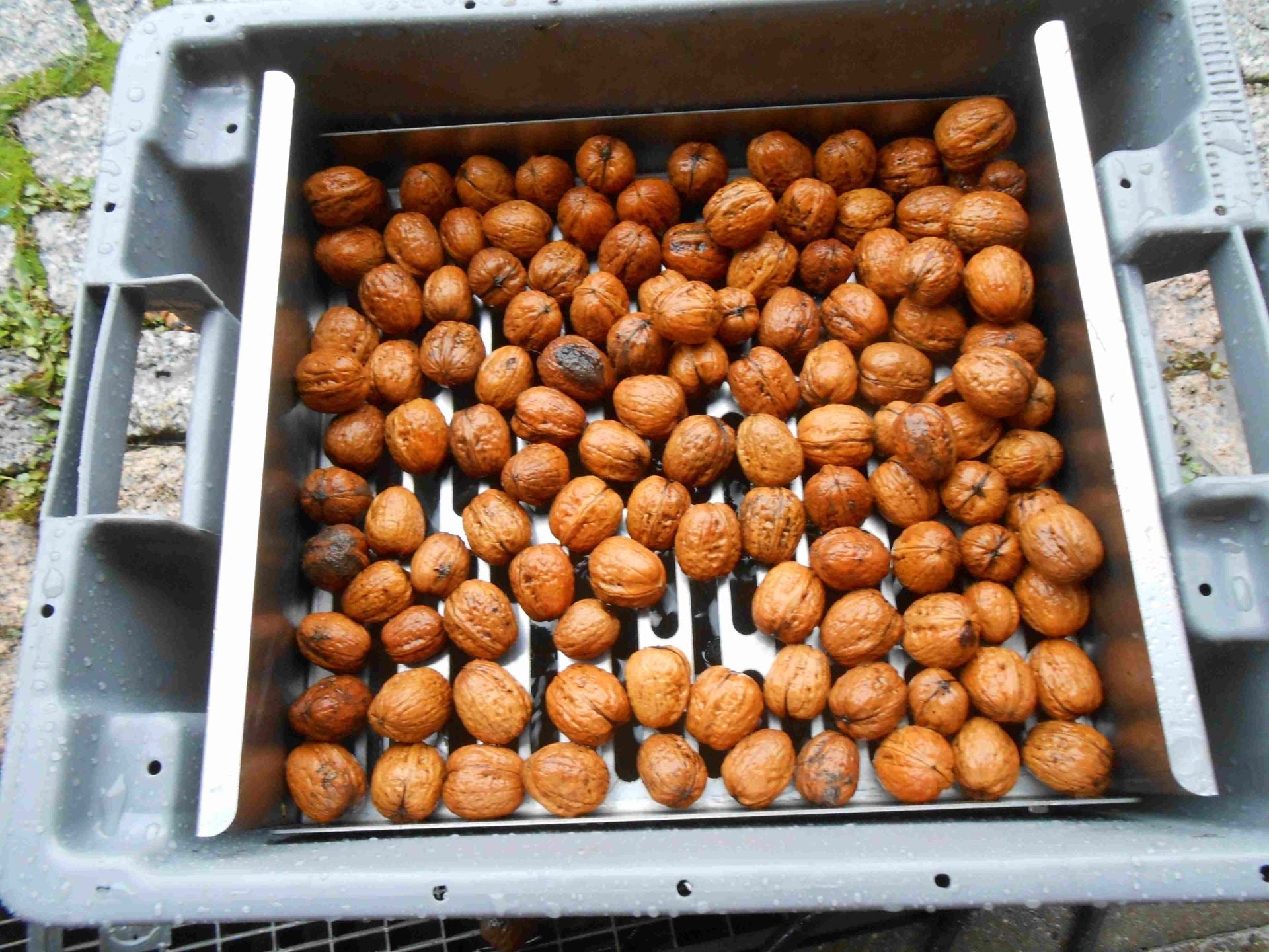 Caixa com grelha de lavagem