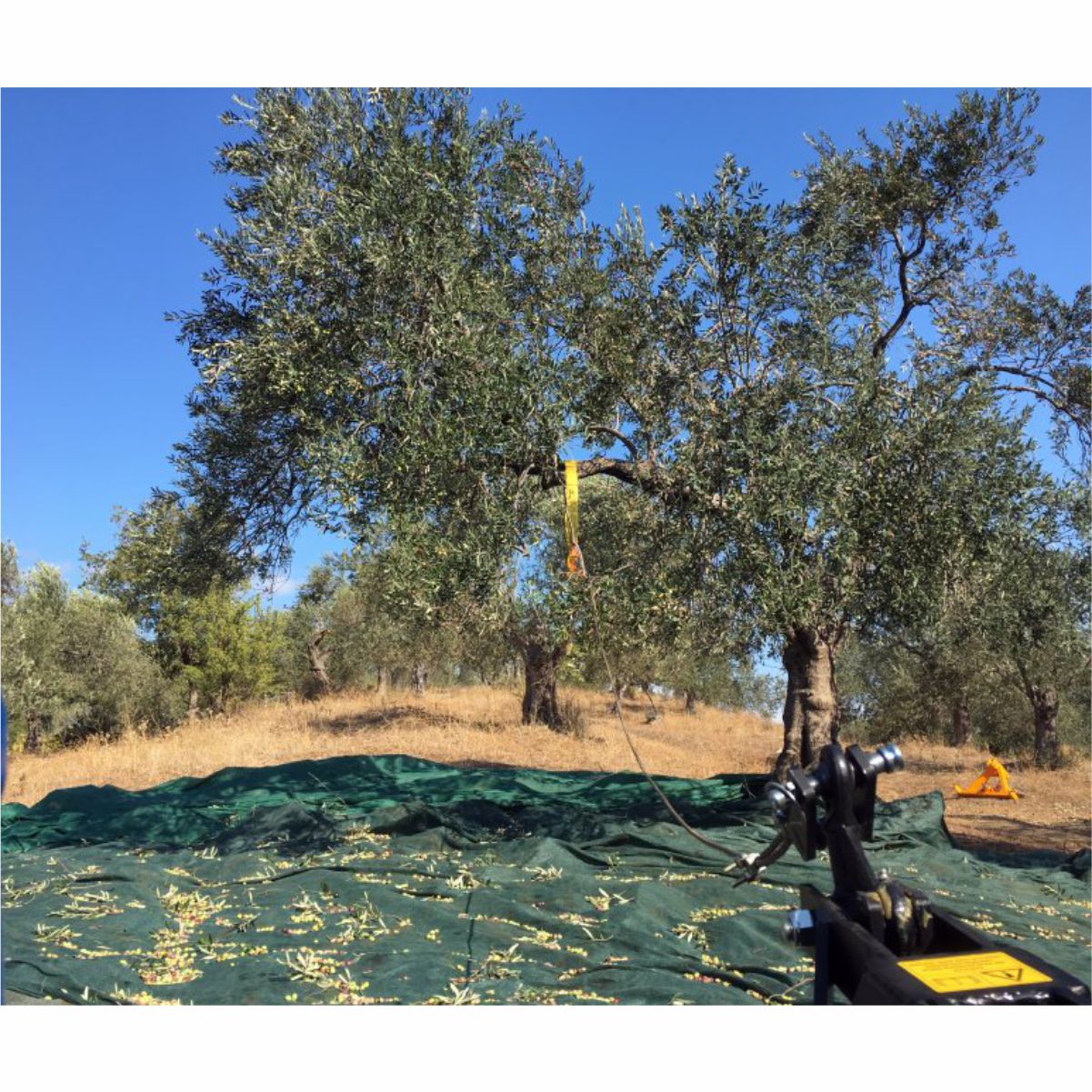 Vibrador de árvores HM600