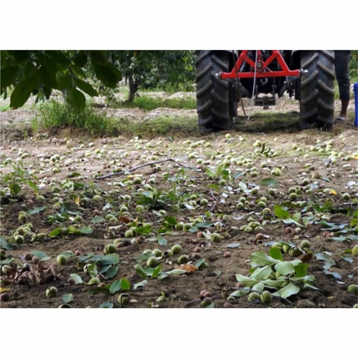 Vibrador de árvores HM600