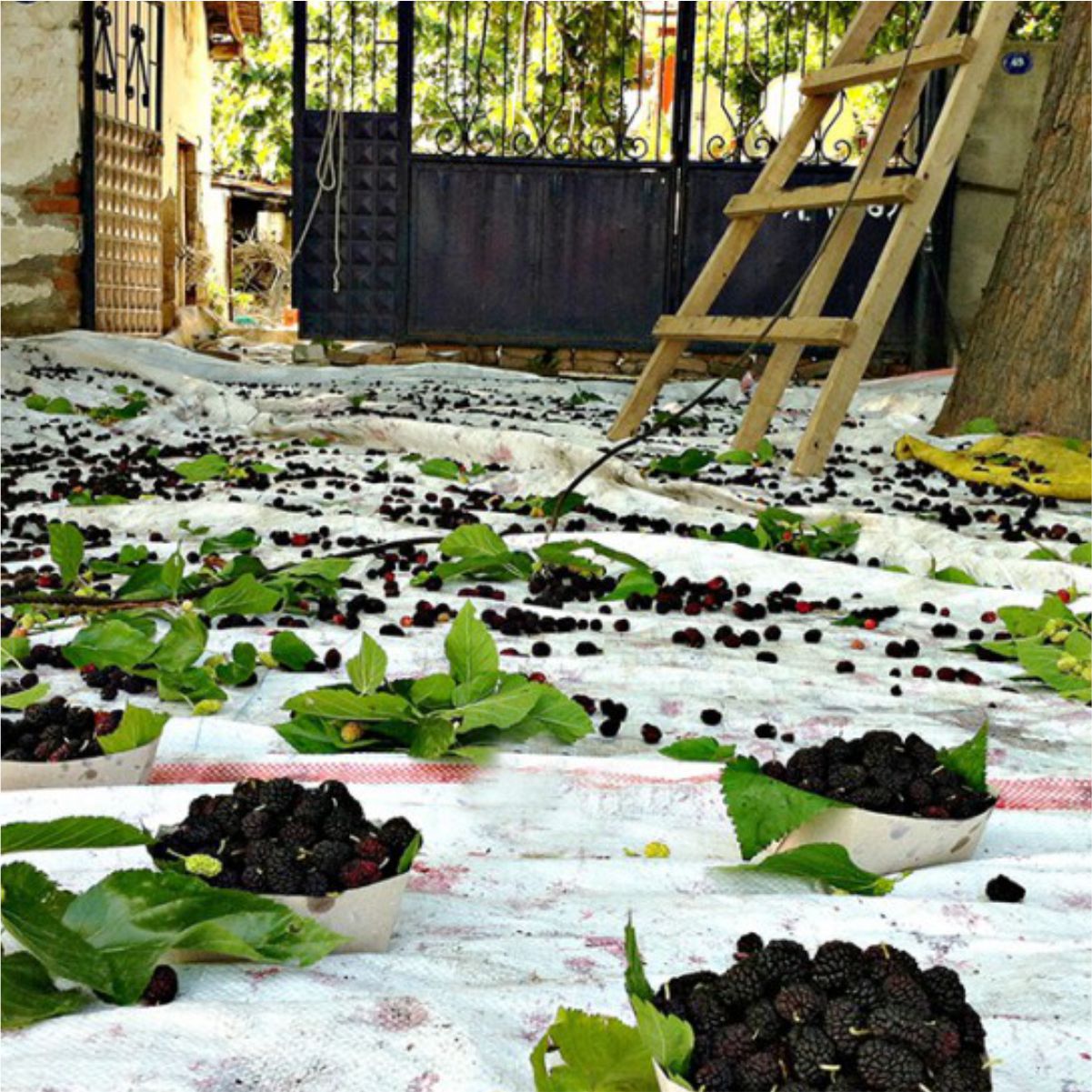 Vibrador de árvores HM600