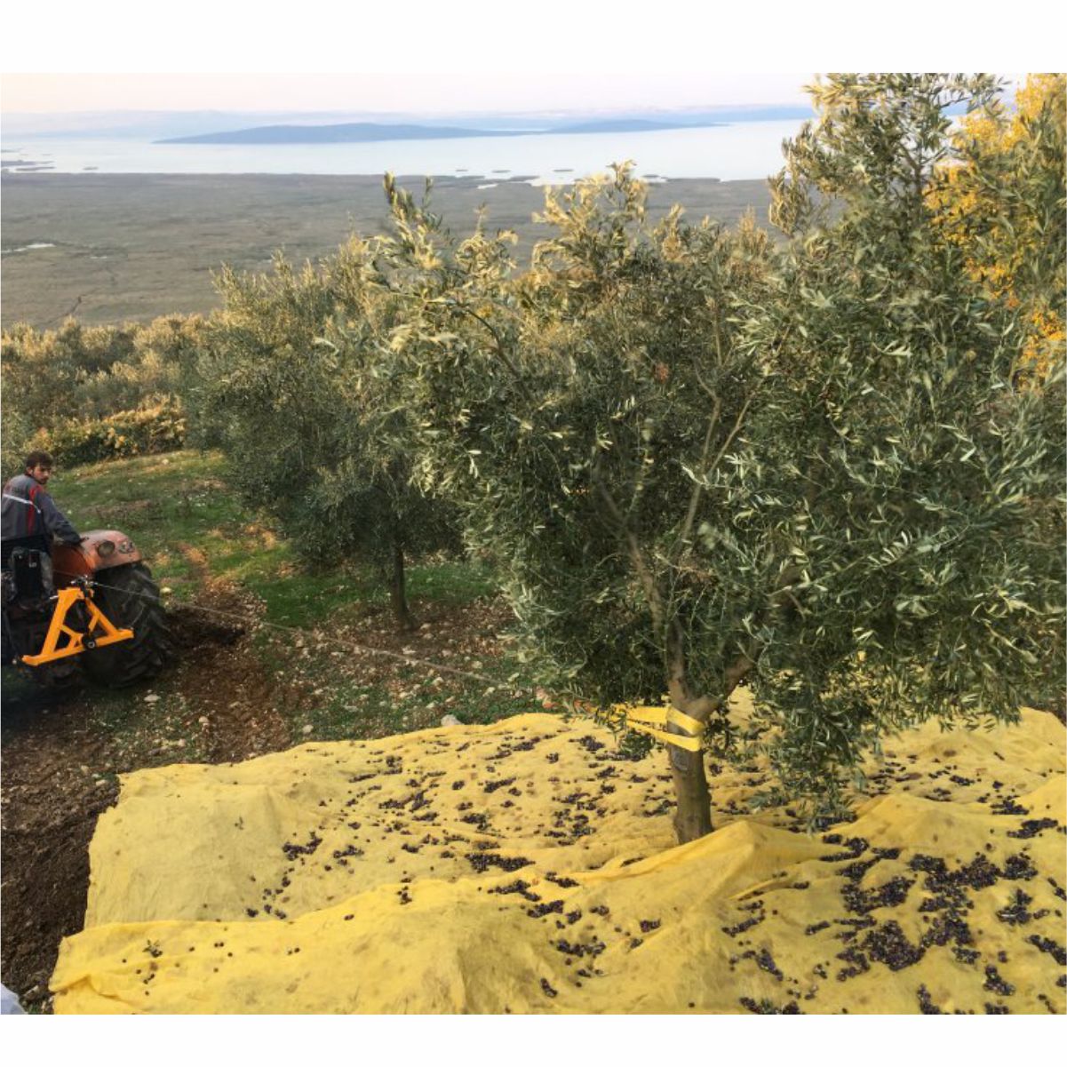 Vibrador de árvores HM600